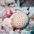 DSCF8352 koral